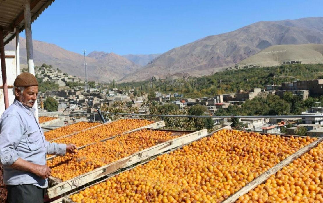 تولید آلو بخارا در روستای خرو نیشابور