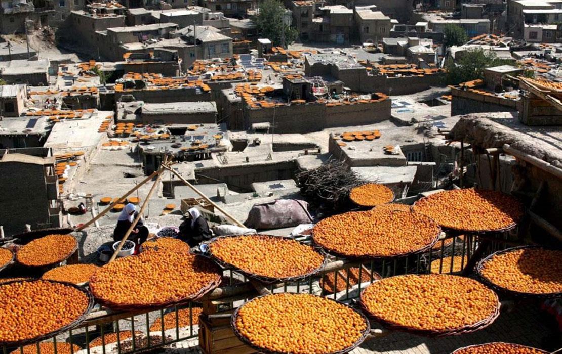 خشکاندن آلو بخارا در روستای خرو نیشابور بام طلایی ایران